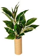 EverGreen® Hosta - Artificial Plant, 3 Shoots, Height of 45cm, Colour of Green-white - Artificial Flower