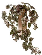 EverGreen® Mini-leaf Hanging Decorative Artificial Plant - Hypoestes, Height of 40cm, Green-pink Colour - Artificial Flower