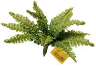 EverGreen® Fern - Artificial Plant, Diameter of 25cm, Colour of Green - Artificial Flower
