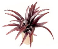 EverGreen® Aloe - Artificial Plant, Height of 30cm, Burgundy Colour - Artificial Flower