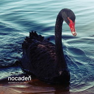 Nightfall: Don't Shoot the Swans - LP - LP Record