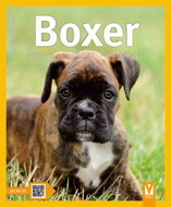 Boxer - Kniha