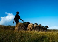 Allegria Shepherd's Day - Voucher – Meet the Animals