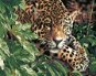 Gaira Leopard M99217 - Maľovanie podľa čísel