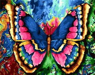 Gaira Butterfly M2756 - Painting by Numbers