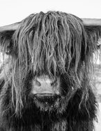 Gaira How M1578 - Painting by Numbers