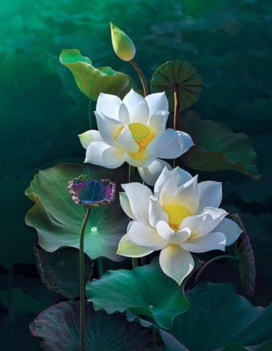 Gaira Lilies M1019 - Painting by Numbers - Main image