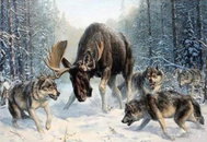 Gaira Moose surrounded by M1457 - Painting by Numbers