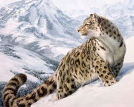 Gaira Snow Leopard M1061 - Painting by Numbers