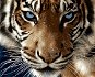 Gaira Tiger M1373 - Maľovanie podľa čísel