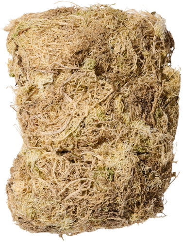 Gerd Adolph - Sphagnum Shop Plantbee Chilean peat moss, Sphagnum Moss 500 g - Substrate - Main image