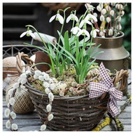 Snowdrops in a basket - Paper Napkins