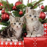 Goba vánoční ubrousky Dvě koťátka - Papírové ubrousky