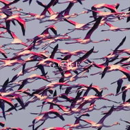 Deftones: Gore Ltd Clr - LP Record