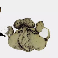 Coil: The Ape Of Naples / The New Backwards LTD - LP Record