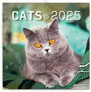 Notique Grid calendar Cats 2025, 30 × 30 cm - Wall Calendar