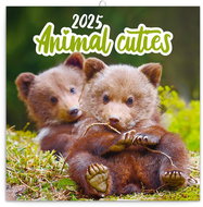 Notique Grid calendar Cubs 2025, 30 × 30 cm - Wall Calendar