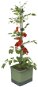 Gusta Garden TOM TOMATO Štandard samozavlažovací kvetináč, tmavo zelený - Kvetináč