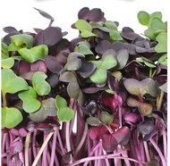 Gusta Garden Microgreens Red Radish 1pc - Seeds