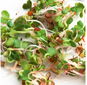 Gusta Garden Microgreens Ruca Rocket (Roketa setá) 1ks - Semena