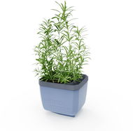Gusta Garden HERBS BUDDY samozavlažovací, modrý - Truhlík