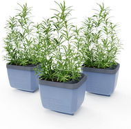 Gusta Garden HERBS BUDDY samozavlažovací, modrý, 3 ks - Truhlík
