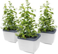 Gusta Garden HERBS BUDDY samozavlažovací, bílý, 3 ks - Truhlík