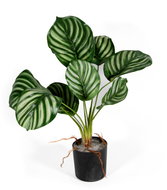 Hawaj Dekorativní umělá calathea 30 cm - Artificial Flower