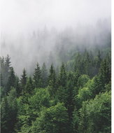 Fototapeta 3dílná, WOOD GREEN FT3P5901, 225 x 270 cm - Fototapeta