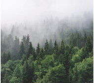 Fototapeta 4dílná, WOOD GREEN FT4P5701, 300 x 270 cm - Fototapeta