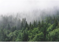 Fototapeta 1dílná,  WOOD GREEN FTNM7705, 155 x 110 cm - Fototapeta