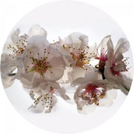 Samolepicí dekorace kulatá,  Floating Flowers CR3206, 70 x 70 cm - Self-Adhesive Decoration