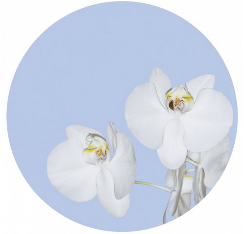 Samolepicí dekorace kulatá,  Orchid On Blue CR3300, 140 x 140 cm - Self-Adhesive Decoration - Main image