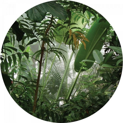 Samolepicí dekorace kulatá,  Jungle CR3313, 140 x 140 cm - Self-Adhesive Decoration - Main image