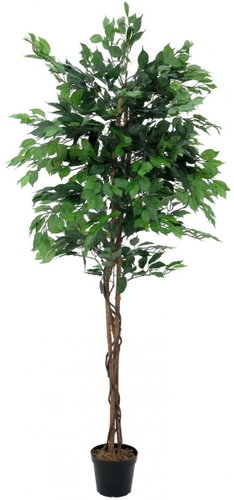Ficus-Benjamin Multi-stone, 210 cm - Artificial Tree - Main image