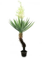 Juka palm 222 cm - Artificial Tree