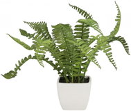 Boston fern in pot, 25 cm - Artificial Grass