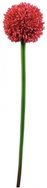 Allium red, 55 cm - Artificial Flower