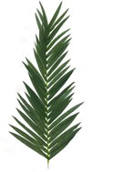 Coconut palm leaf, 150 cm - Artificial Flower