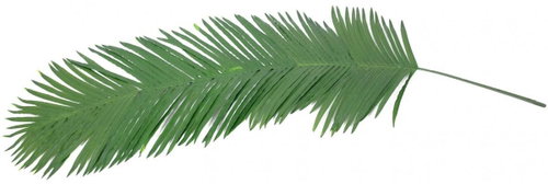 Palm leaf - royal coconut (piece), 180 cm - Artificial Flower - Main image