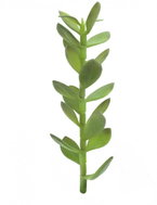 Penny-pincher, 30cm - Artificial Flower