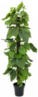 Pothos tree, 180 cm - Artificial Flower