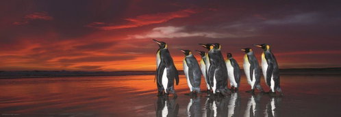 HEYE Royal Penguins Panoramic Puzzle 1000 pieces - Jigsaw Puzzle - Main image