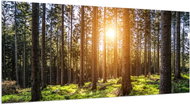 LIOX Picture of a morning in the forest, 45 × 20 cm - Painting