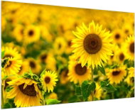 LIOX Image of a field of sunflowers, 40 × 25 cm - Painting