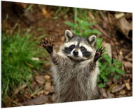 LIOX The image of a cute raccoon, 100 × 65 cm - Painting