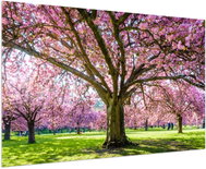 LIOX Painting cherry blossom in spring, 90 × 60 cm - Painting