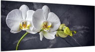 LIOX White orchid on black background, 150 × 65 cm - Painting