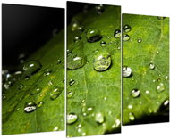 LIOX Macro painting drops on leaves, 75 × 50 cm, three-part - Painting