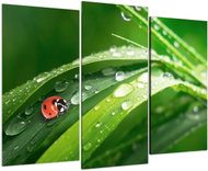LIOX Painting of ladybug in dew drops, 90 × 60 cm, three-part - Painting